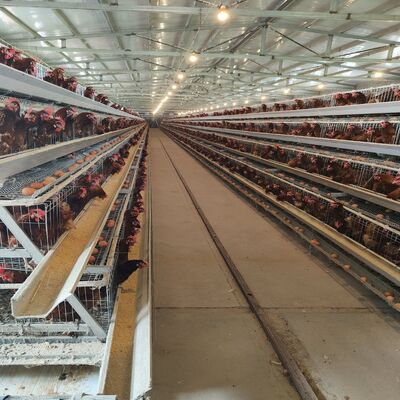 Jaula galvanizada en caliente de tipo A. Jaula de batería para recolección automática de huevos