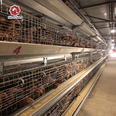 Sistema automático de jaula de cría para pollitos tipo A con galvanizado en caliente y bebederos automáticos de tetina para 100-300 pollitos/juego