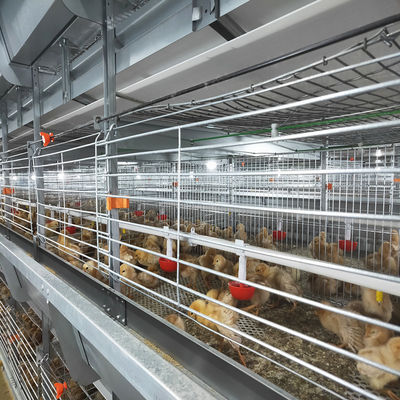 Automatic H-Type Battery Broiler Cage | High-Density Commercial Poultry Farm Feeding Equipment