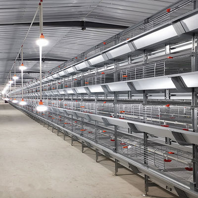Caja de pollo de pollo de tipo H totalmente automática con cría de alta densidad y galvanizado en caliente para granjas avícolas comerciales