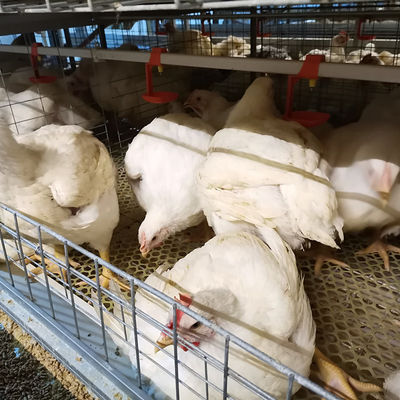Jaulas de batería para pollos de carne de tipo H. Solución automatizada de cría intensiva de pollos