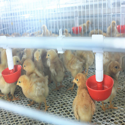 Poultry Agricultural Products Chicken Layer Cage For Broilers And Chicks
