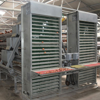 4m/Min Poultry Egg Collection System