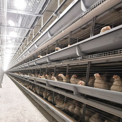 Sistema Automático de Jaulas para Baterías Tipo H con Galvanizado en Caliente y Diseño Modular Apilable para Jaulas Comerciales de Pollos de Carne
