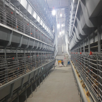 Sistema de Jaulas Automáticas Tipo H para Gallinas Ponedoras con Vida Útil de 15-20 Años para Avicultura Comercial - Totalmente Automatizado y Galvanizado en Caliente