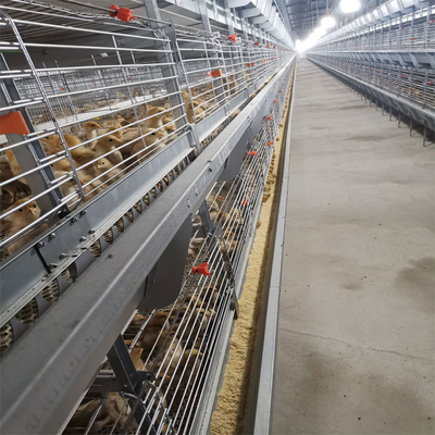 Meat Chicken Farm Used Automatic Broiler Chicken Cage 272 Birds