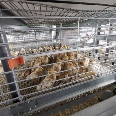 Sistema de jaula de pollos de tipo H totalmente automático con acero galvanizado en caliente durante 20 años de servicio