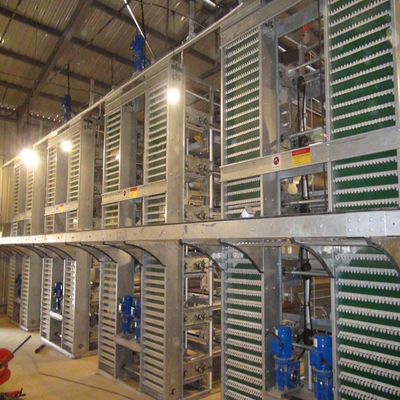 Sistema de jaula de batería de pollo de tipo H totalmente automático con marco galvanizado en caliente para granjas comerciales de pollo de carne de alta densidad
