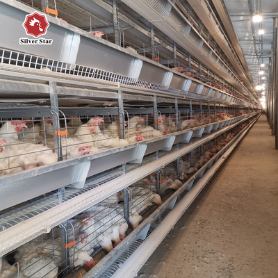 Four-tier Ventilated Automatic Layer Cage System For 120 Chickens.