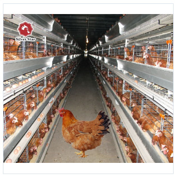 Galvanized A Type 4 Tier H Type 4 Tier Large Layer Chicken Cages For Chicken Cage