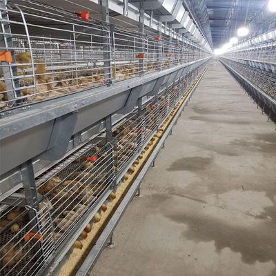 260 Birds Hunsbandry Layer Chicken Cage For Laying Hens SGS Approval